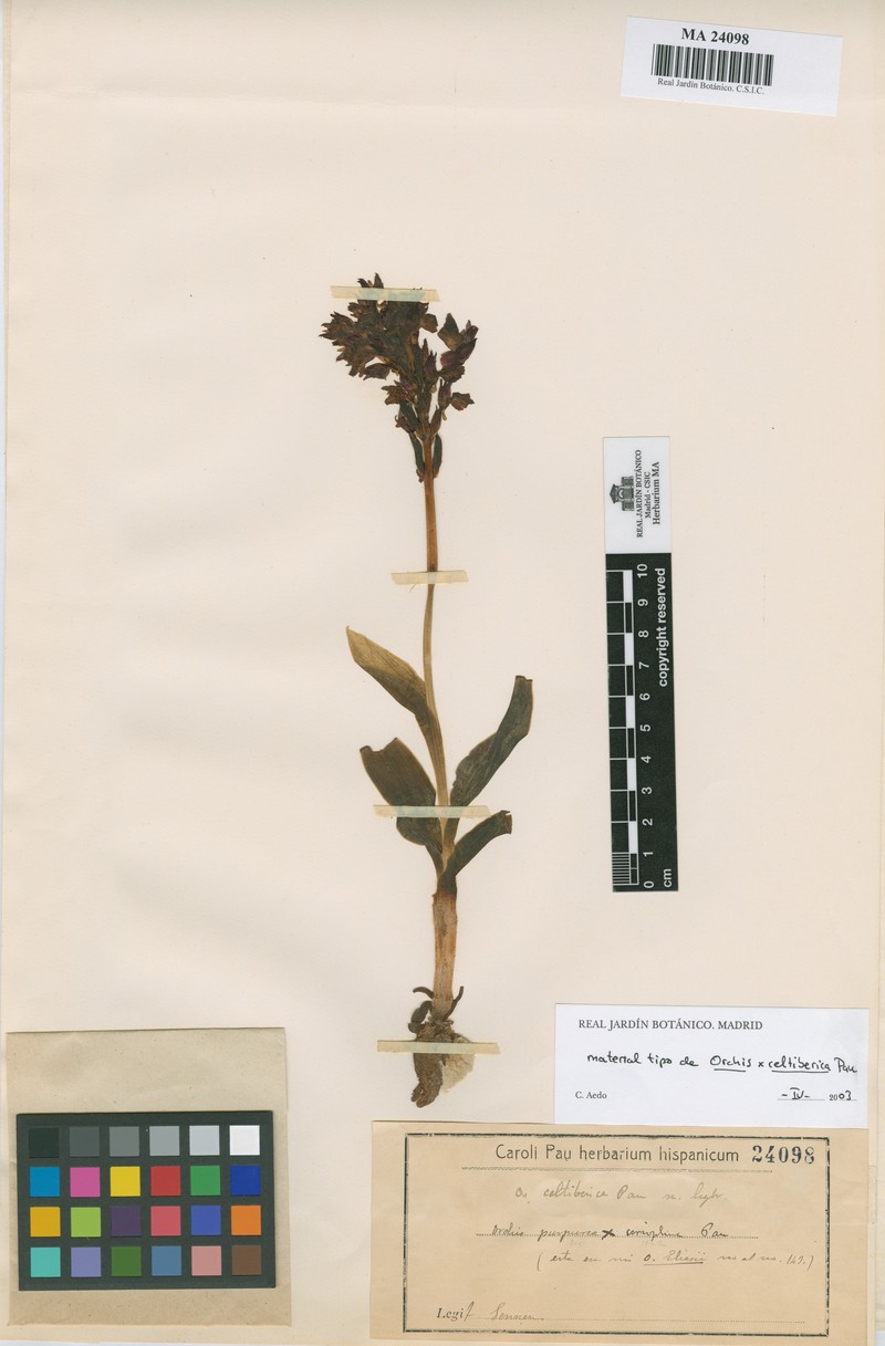 × Anacamptorchis celtiberica