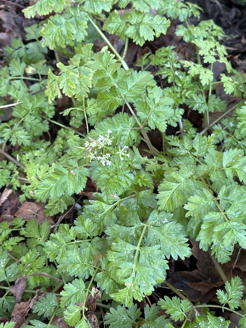× Anthrichaerophyllum loretii photo 4