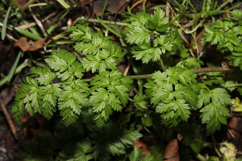× Anthrichaerophyllum loretii photo 5