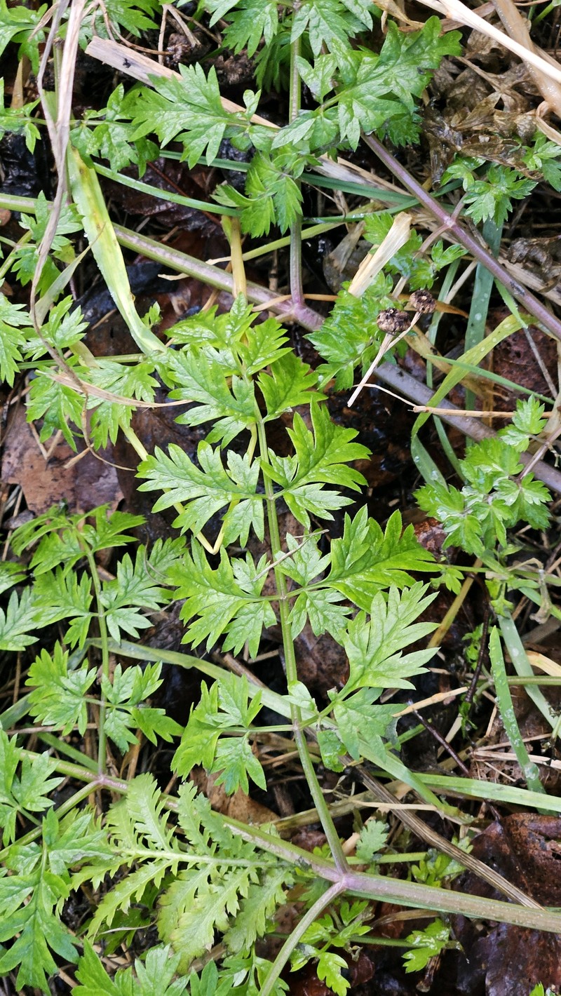 × Anthrichaerophyllum loretii photo 7