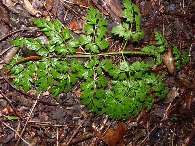 × Anthrichaerophyllum loretii photo 8
