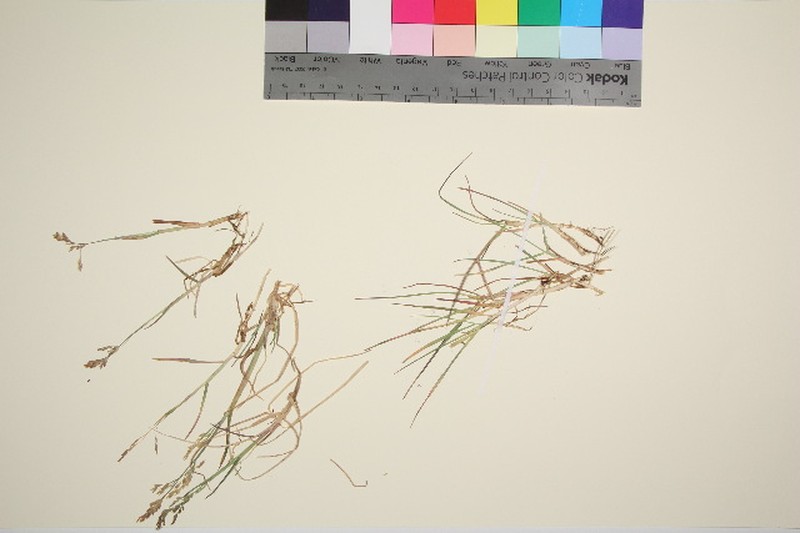 × Arctodupontia scleroclada