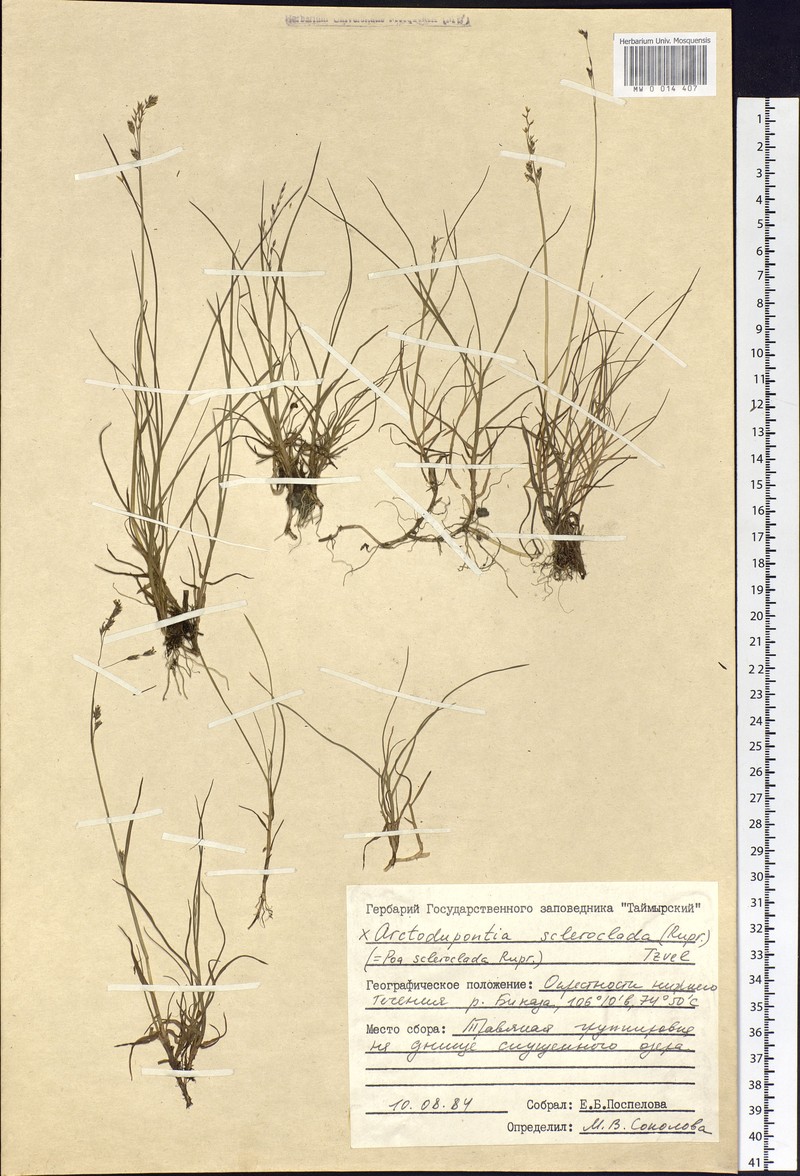 × Arctodupontia scleroclada photo 2