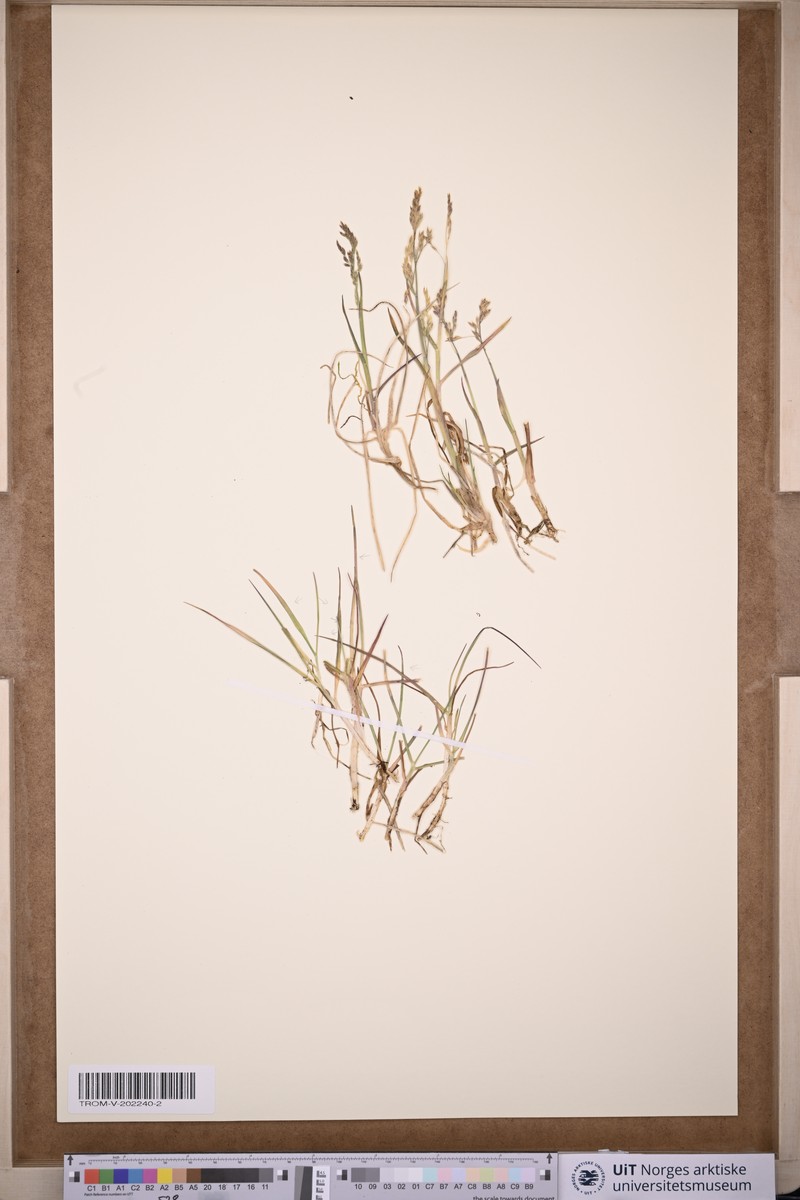 × Arctodupontia scleroclada photo 3