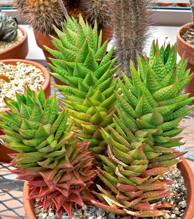 × Astrolista bicarinata