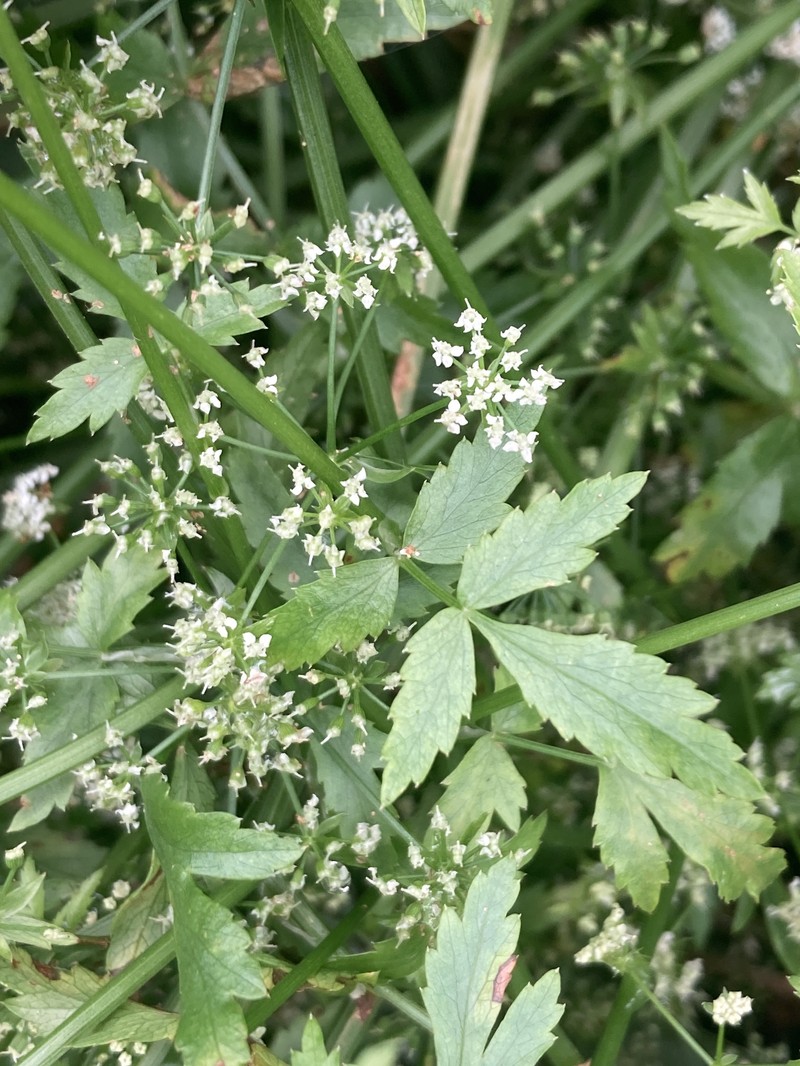 × Beruladium