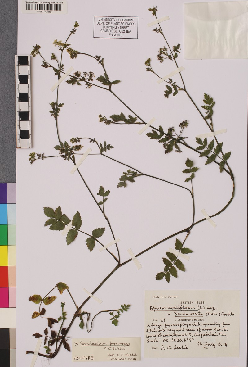 × Beruladium procurrens