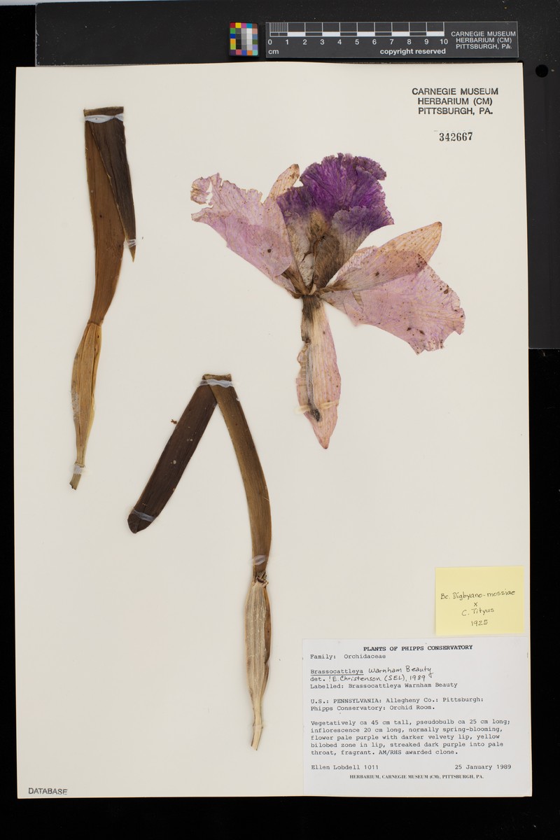 × Brassocattleya photo 3