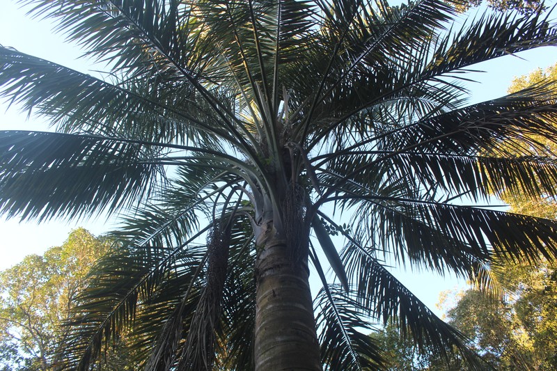 × Butyagrus nabonnandii