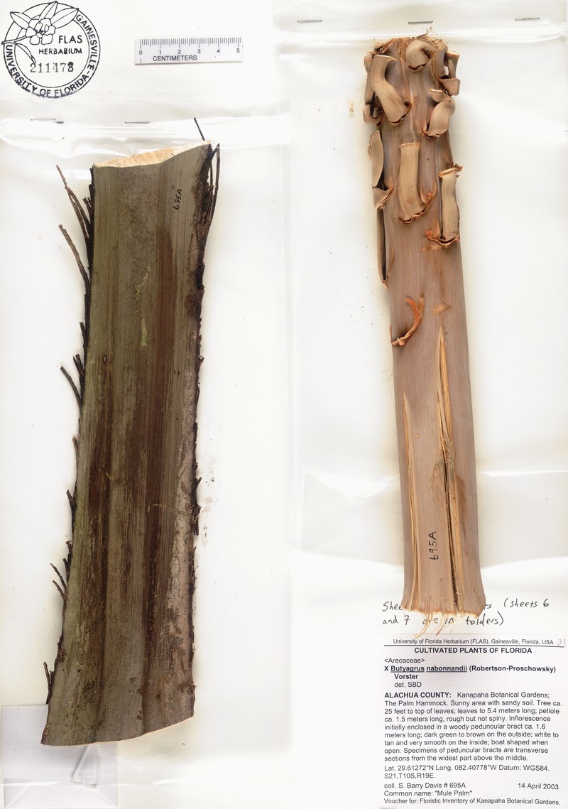 × Butyagrus nabonnandii photo 4