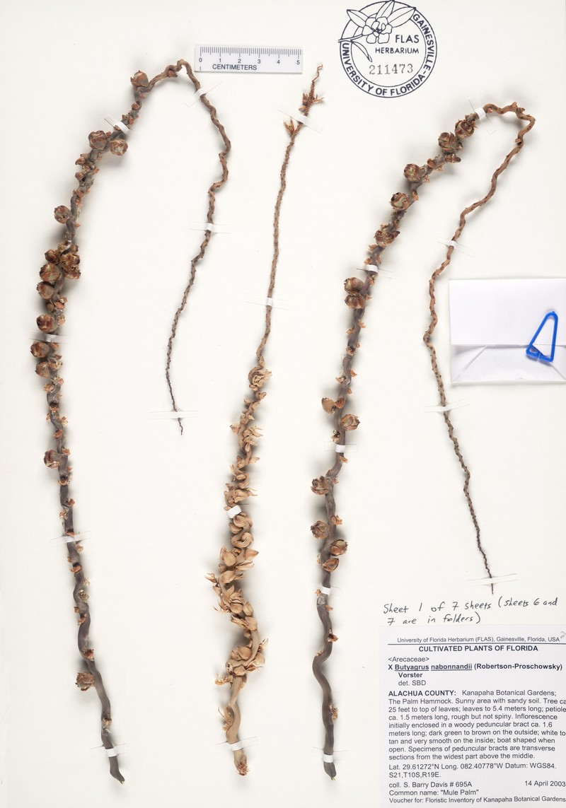 × Butyagrus nabonnandii photo 6