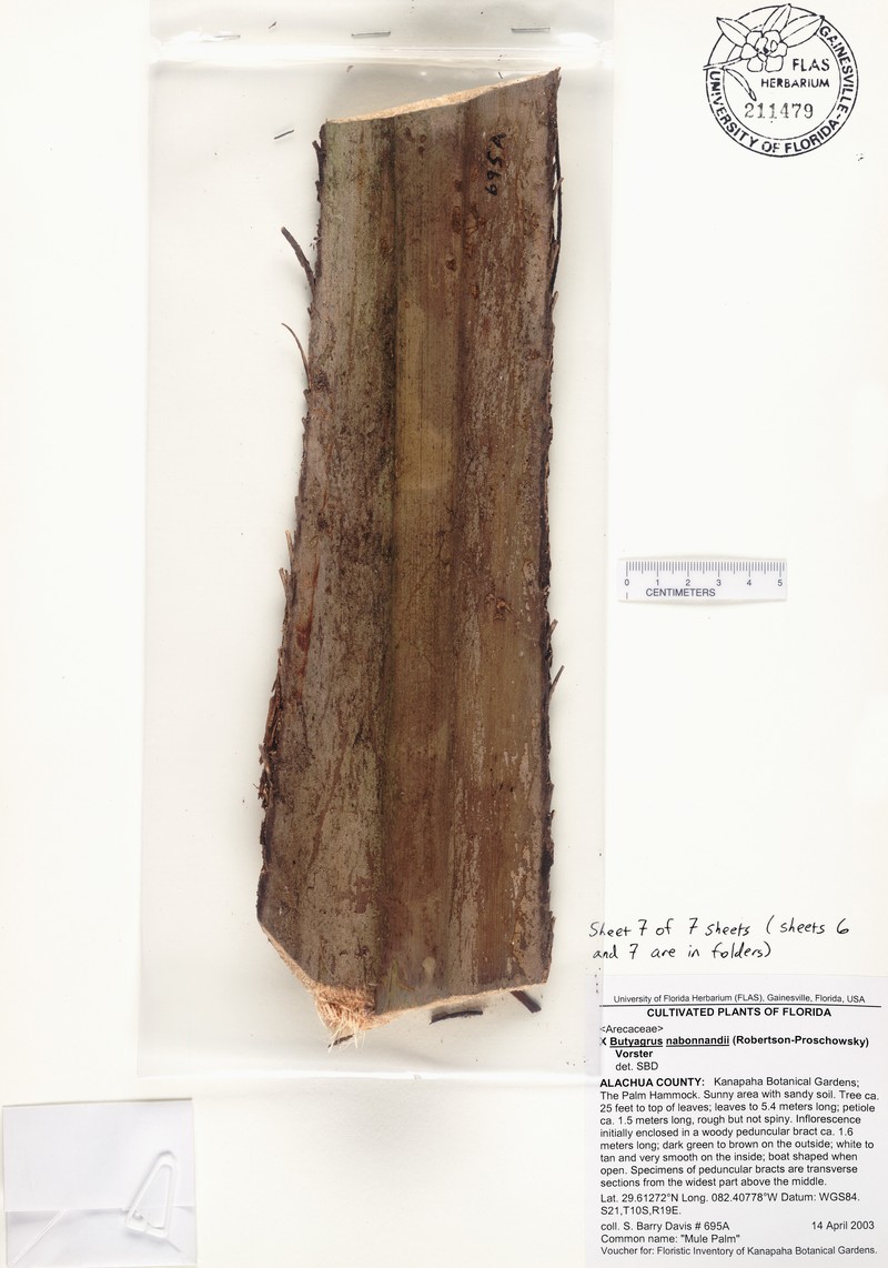 × Butyagrus nabonnandii photo 8