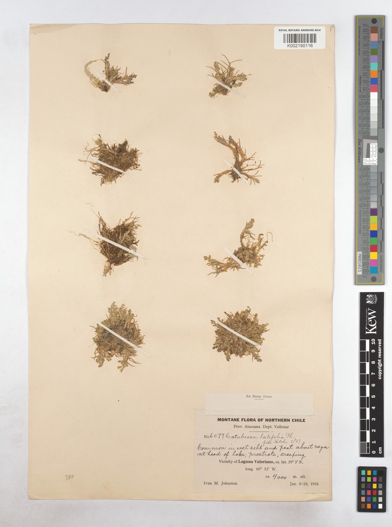 × Catanellia werdermannii photo 2