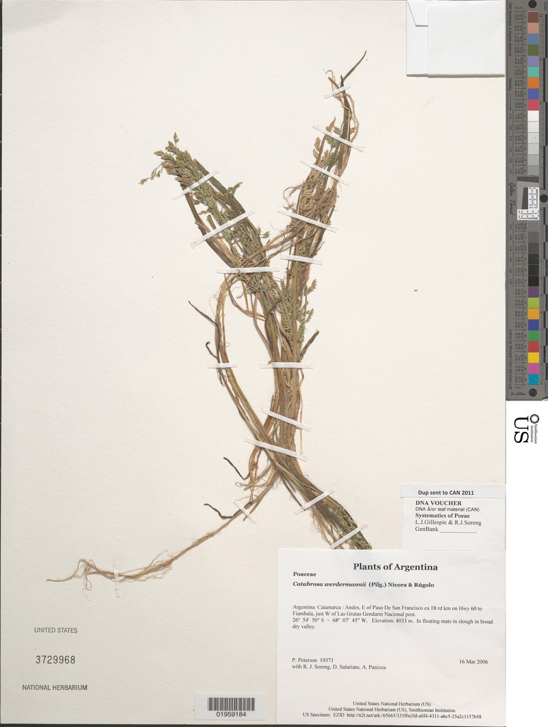 × Catanellia werdermannii photo 3