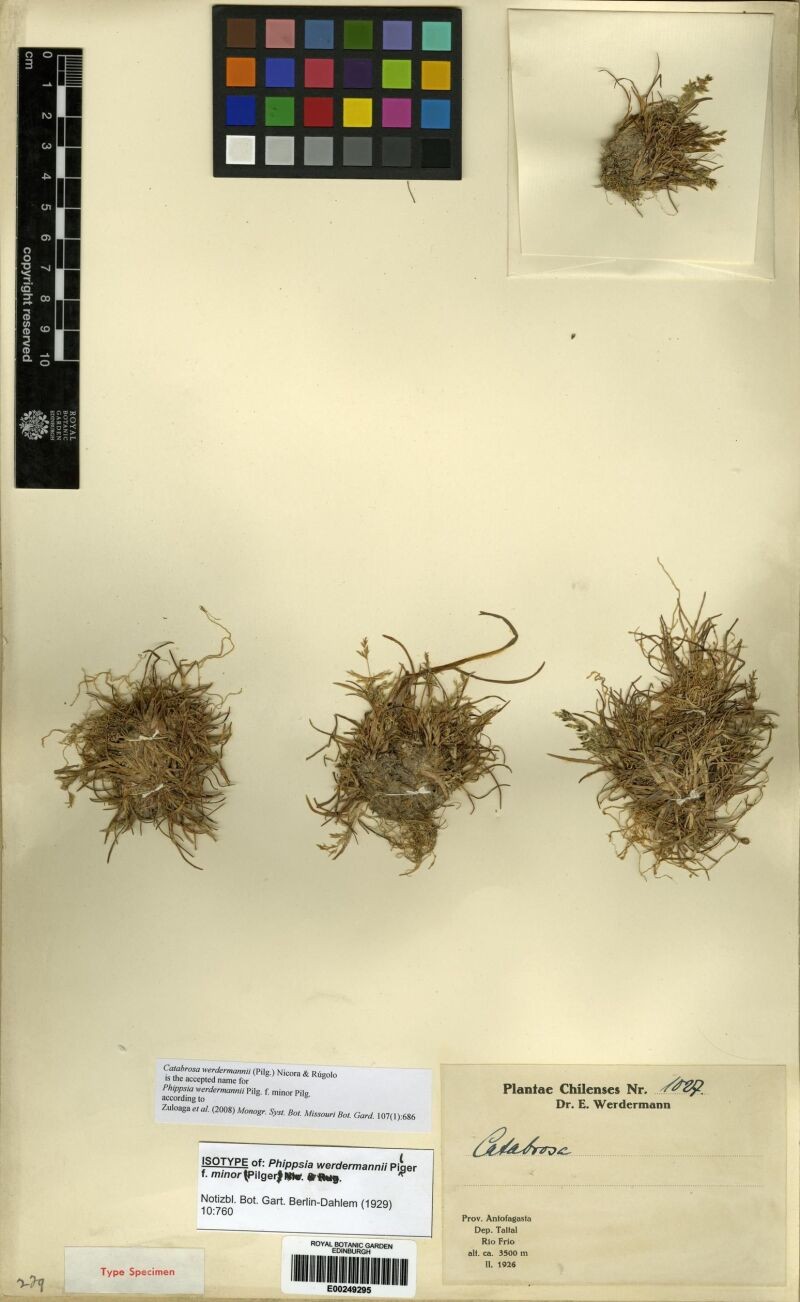 × Catanellia werdermannii photo 4