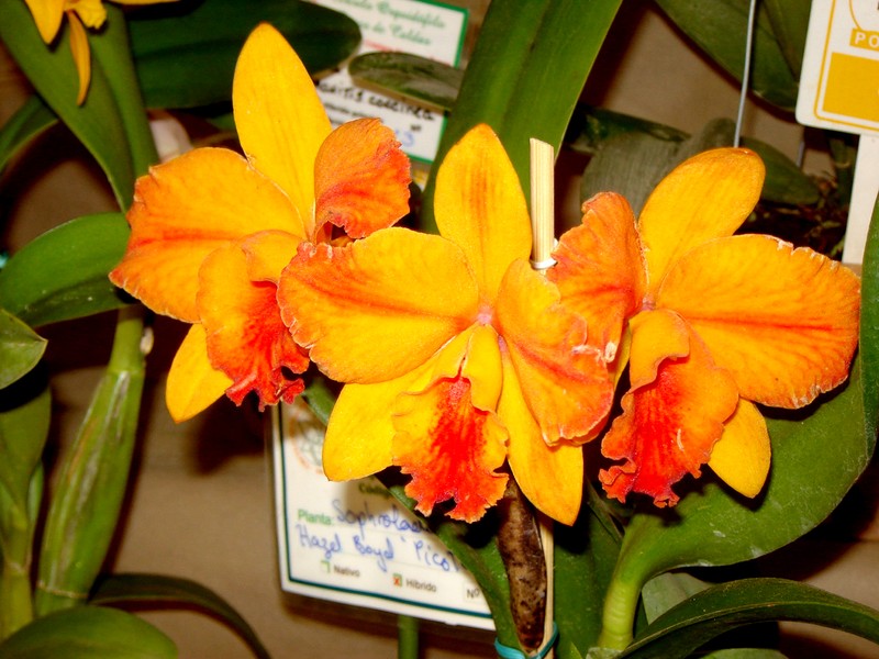 × Cattlianthe