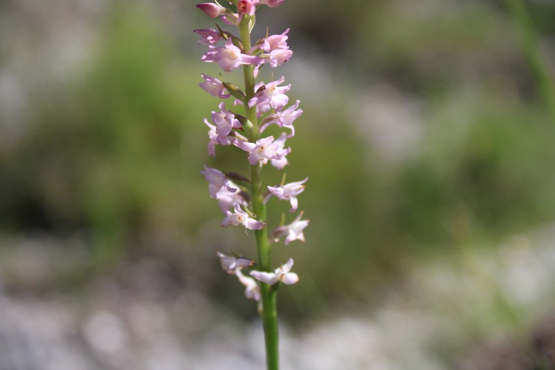 × Chamodenia heteroglossa