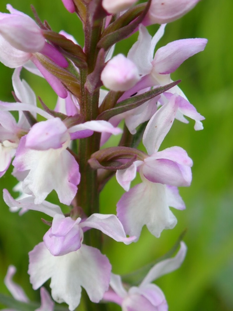 × Chamodenia heteroglossa photo 2