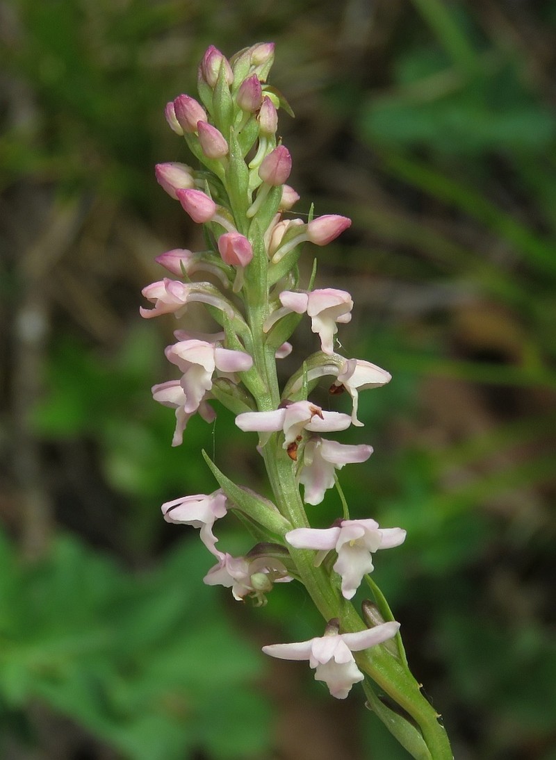 × Chamodenia heteroglossa photo 3