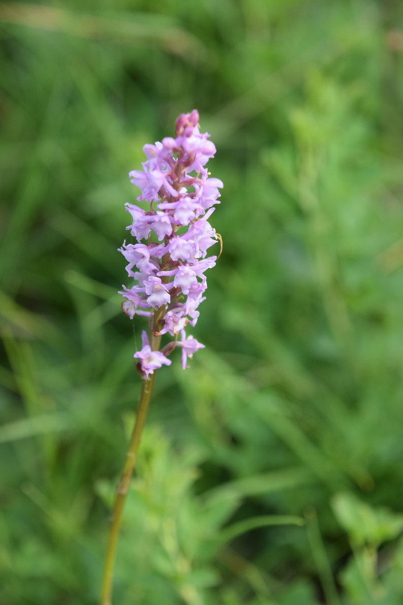 × Chamodenia heteroglossa photo 4