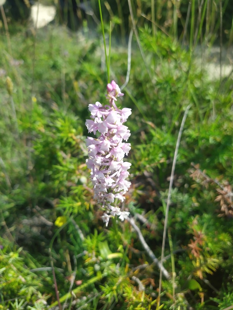× Chamodenia heteroglossa photo 5