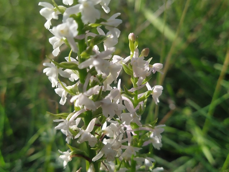 × Chamodenia heteroglossa photo 6