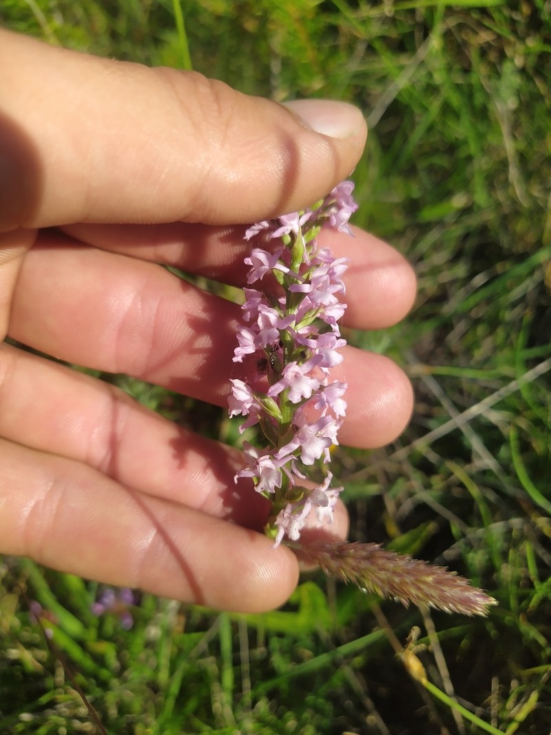 × Chamodenia heteroglossa photo 7