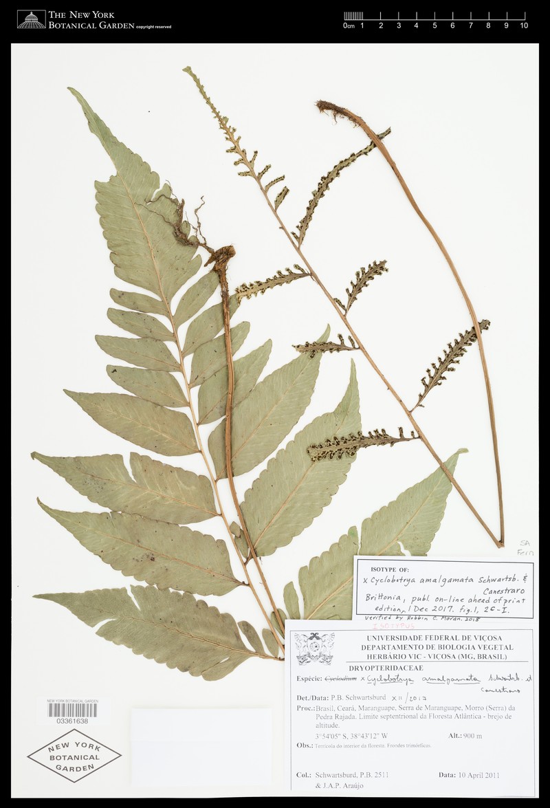 × Cyclobotrya amalgamata