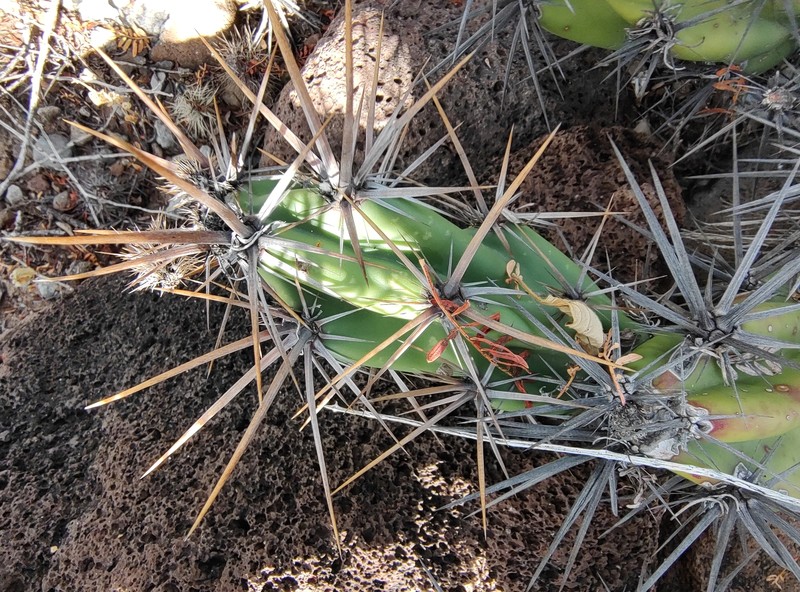 × Cylindronia robertsii