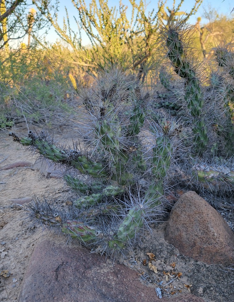 × Cylindronia robertsii photo 2