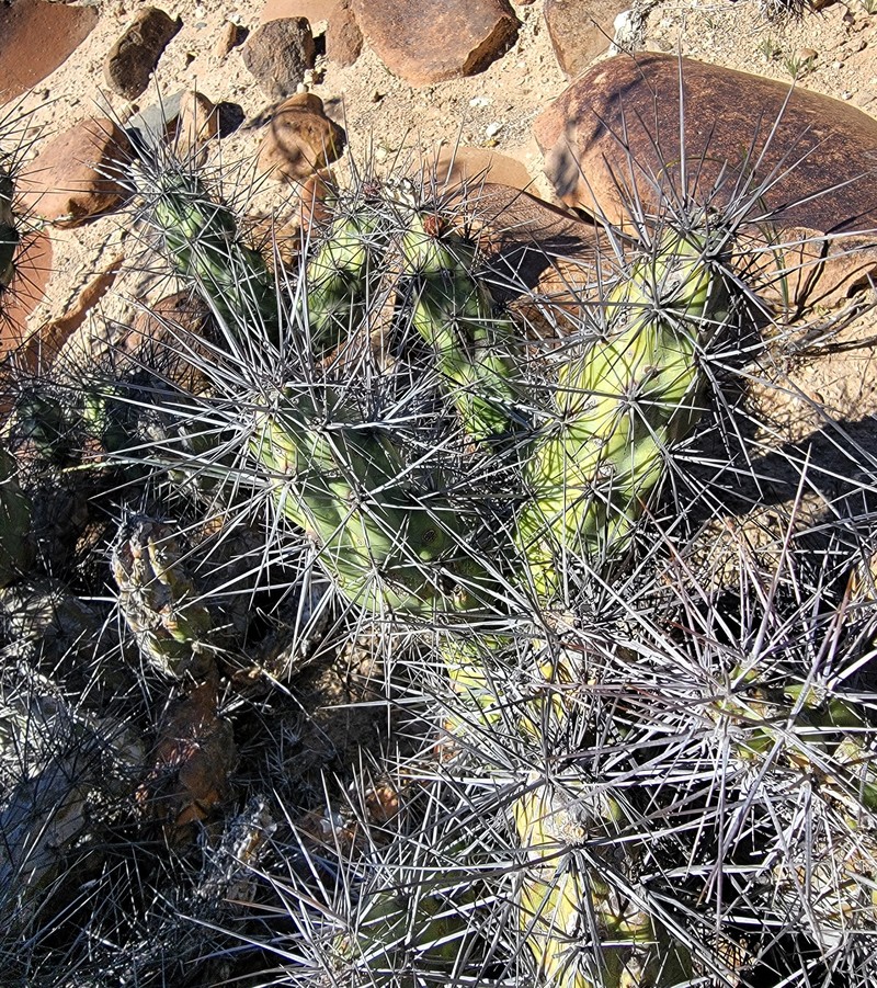 × Cylindronia robertsii photo 3