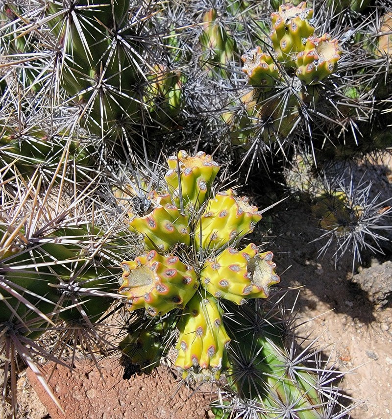 × Cylindronia robertsii photo 5