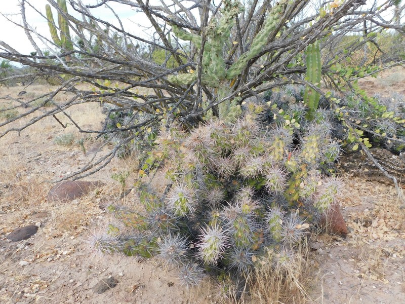 × Cylindronia robertsii photo 7
