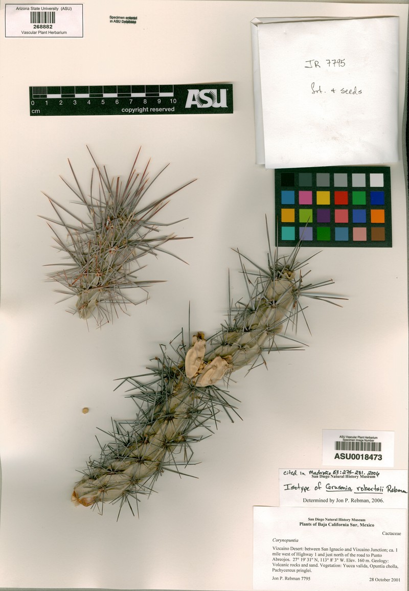 × Cylindronia robertsii photo 8