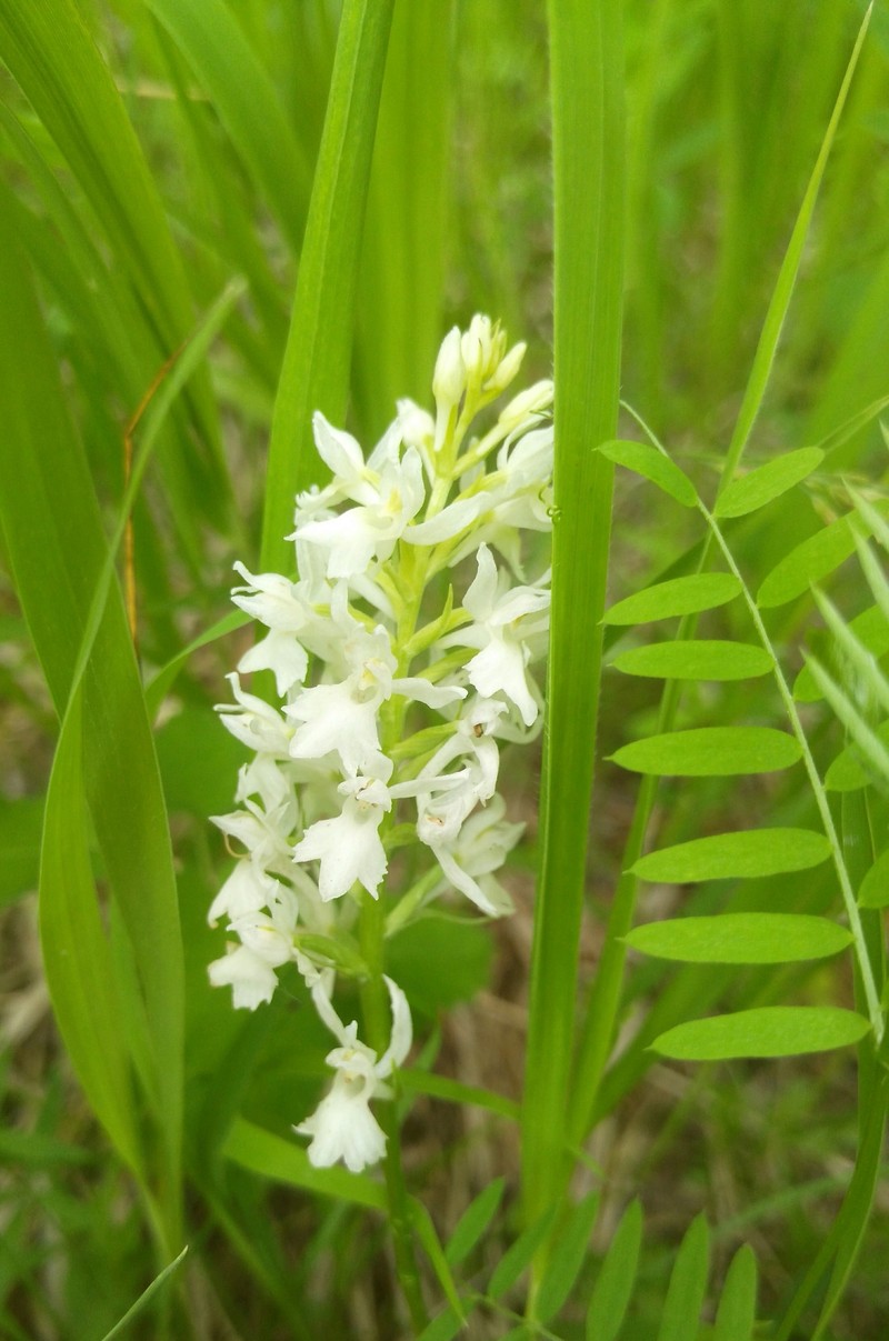 × Dactylanthera intermedia