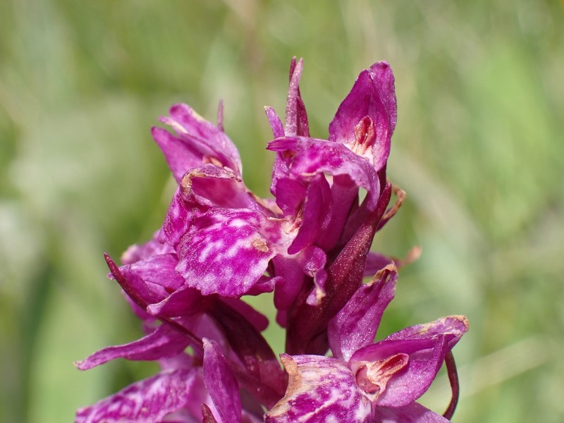 × Dactylodenia photo 3