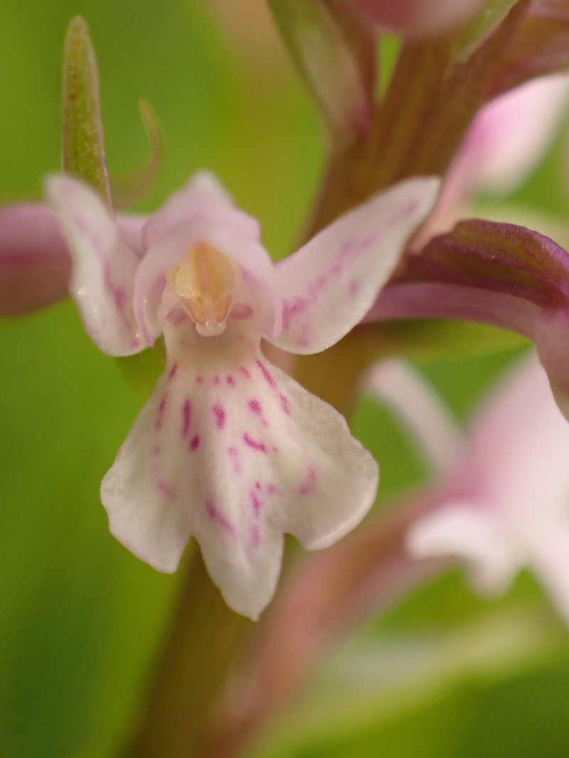 × Dactylodenia evansii