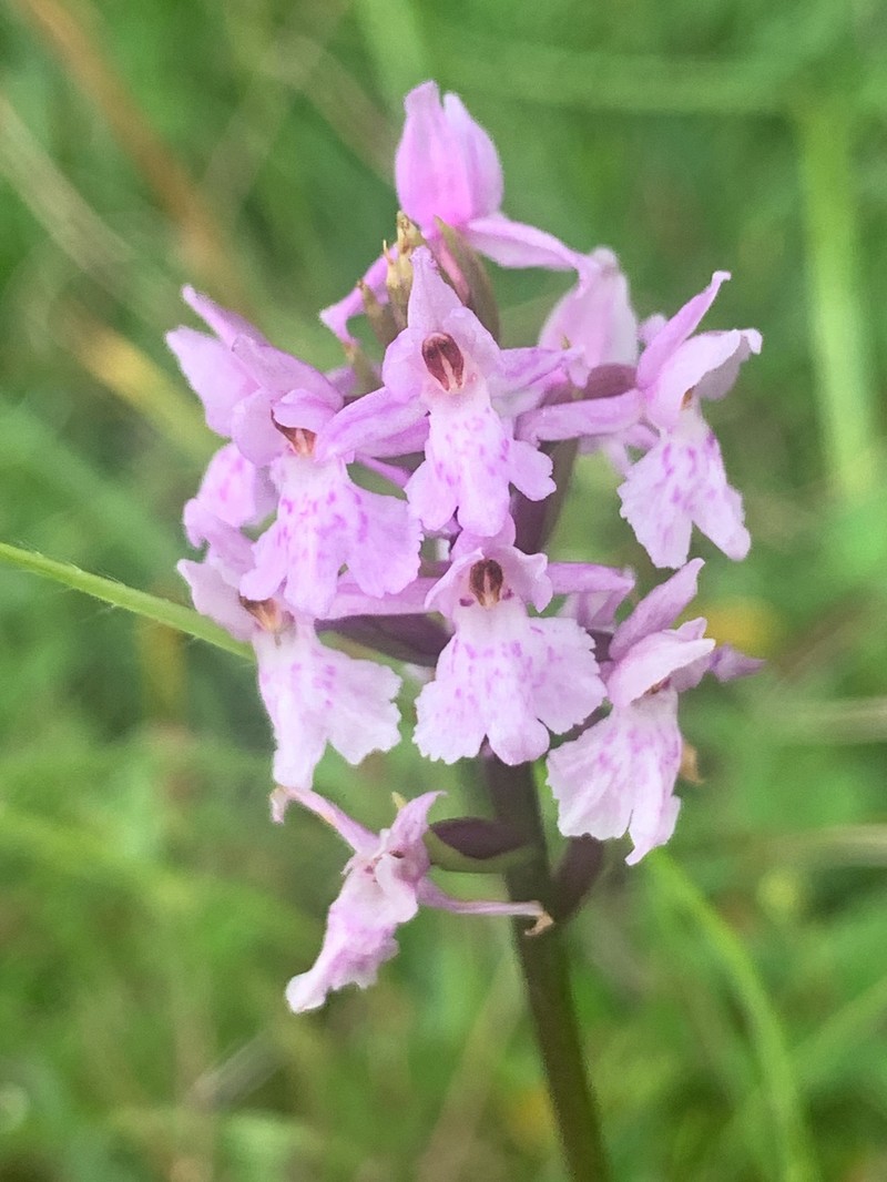 × Dactylodenia heinzeliana photo 2