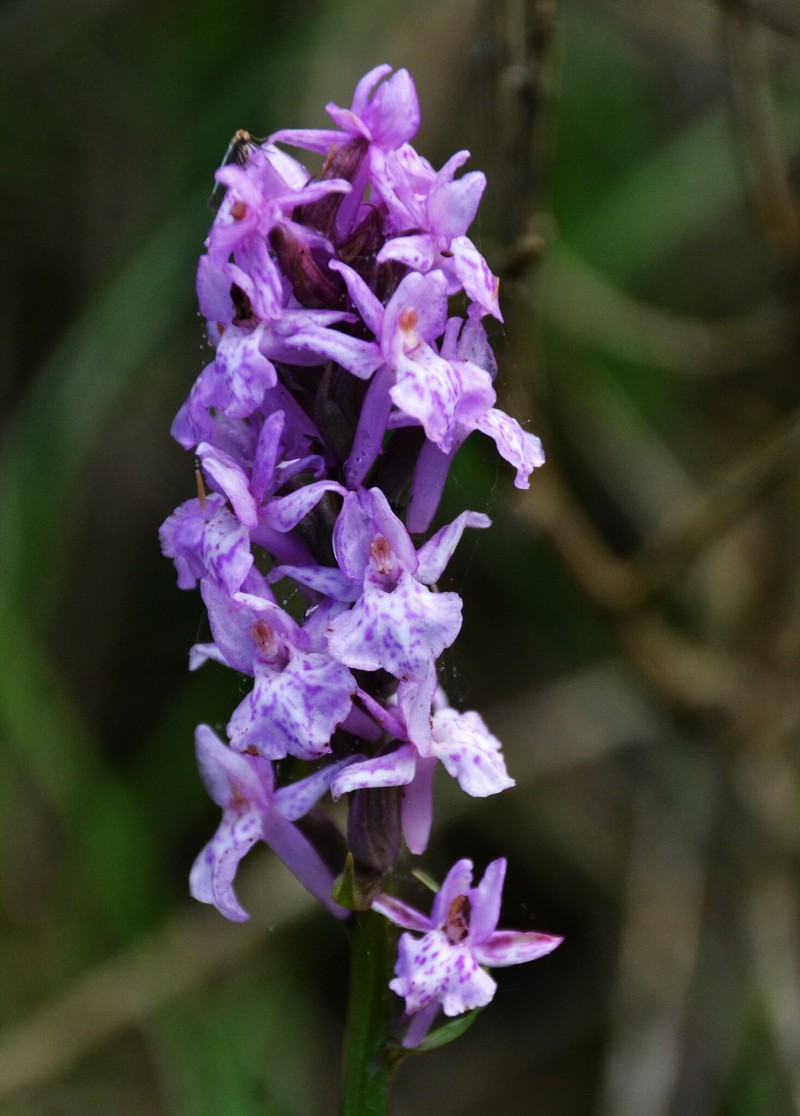 × Dactylodenia heinzeliana photo 3