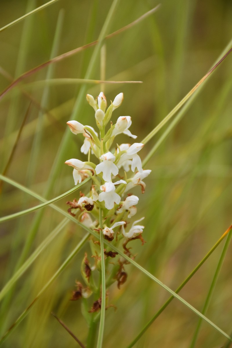 × Dactylodenia heinzeliana photo 4
