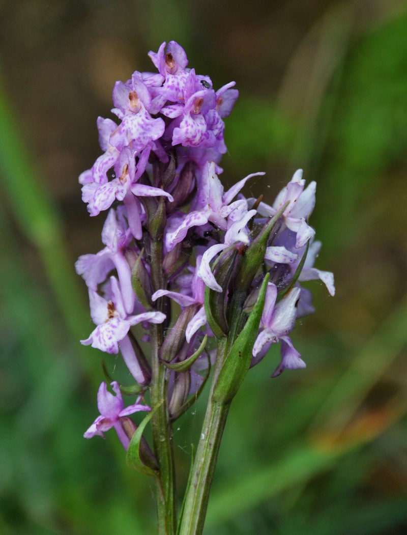 × Dactylodenia heinzeliana