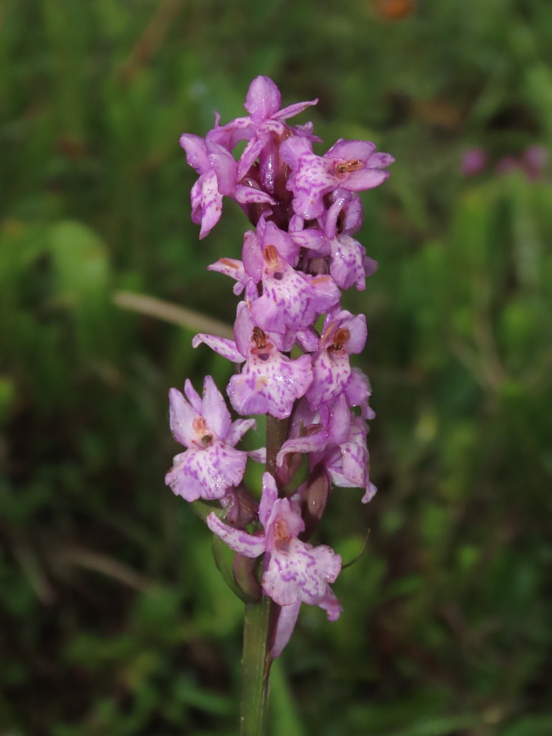 × Dactylodenia heinzeliana photo 2