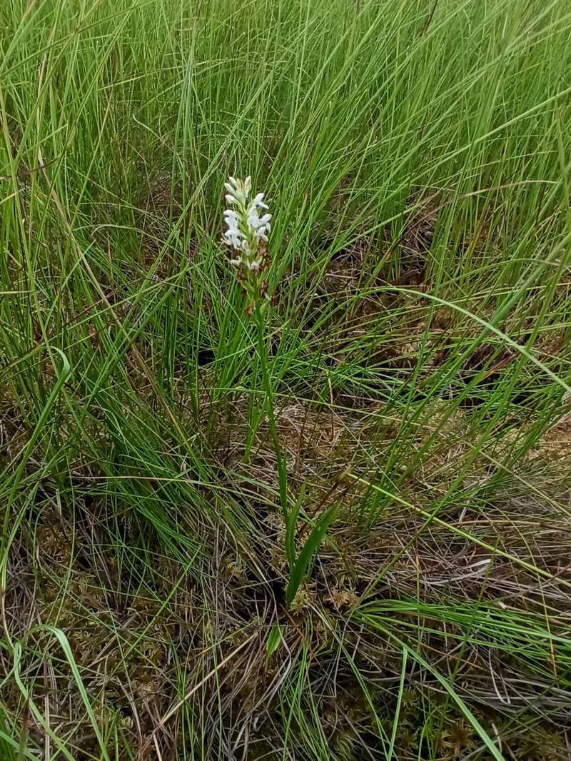 × Dactylodenia heinzeliana photo 3
