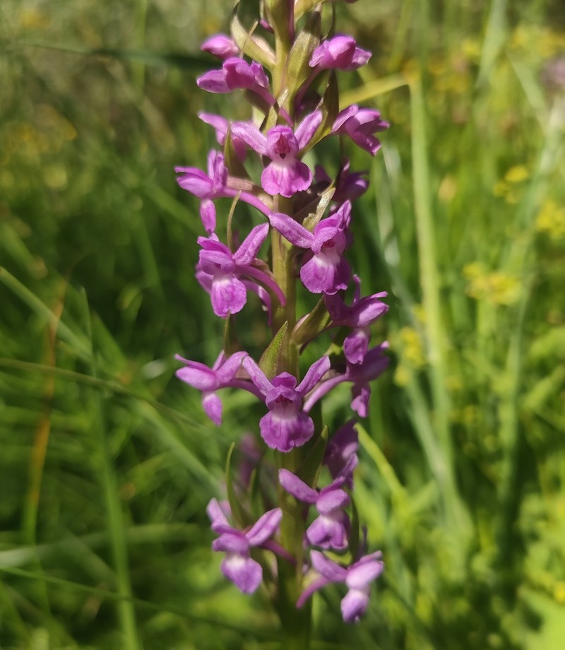× Dactylodenia lebrunii photo 4