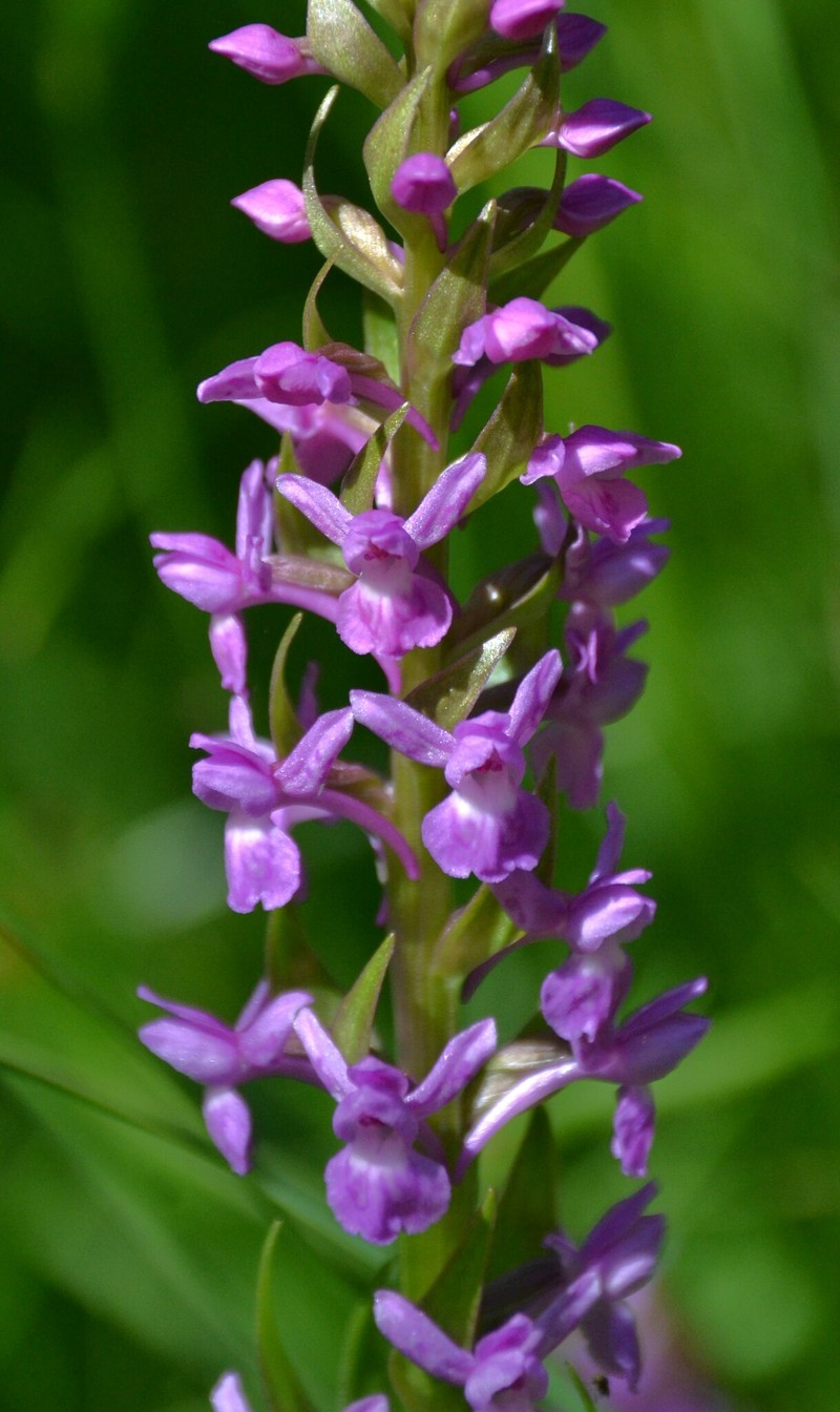 × Dactylodenia lebrunii