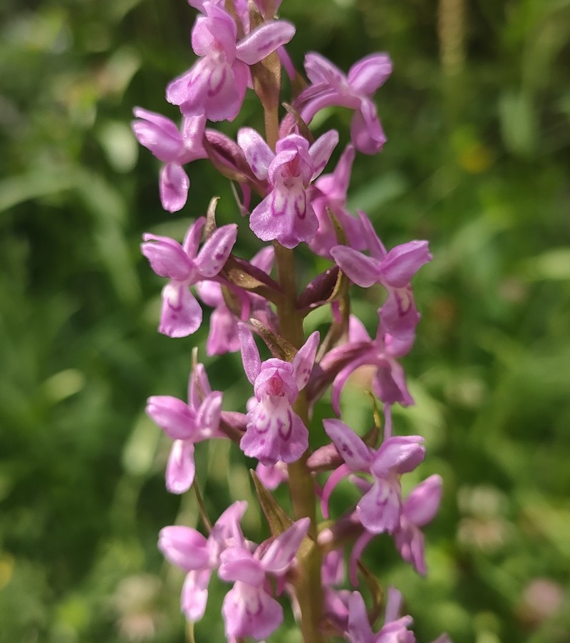 × Dactylodenia lebrunii photo 2