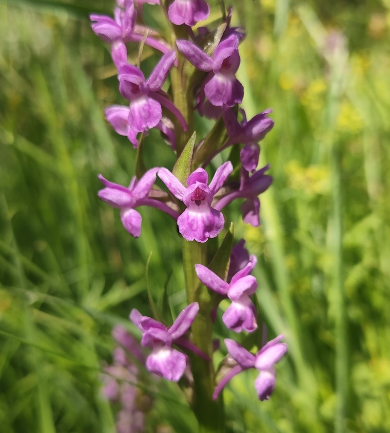 × Dactylodenia lebrunii photo 3