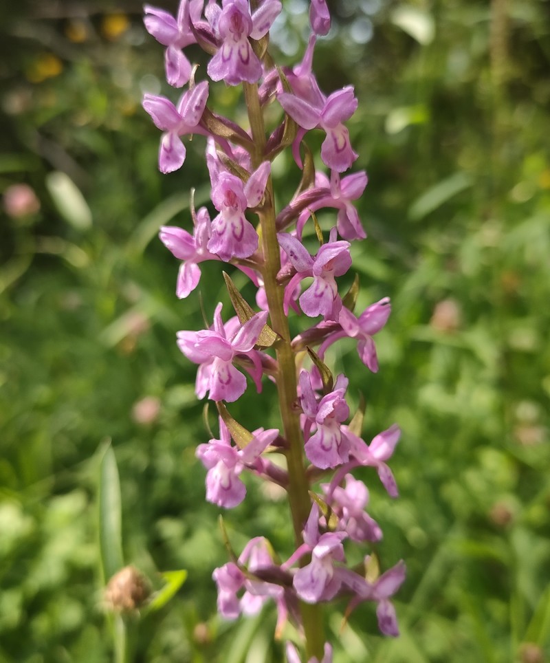 × Dactylodenia lebrunii photo 4