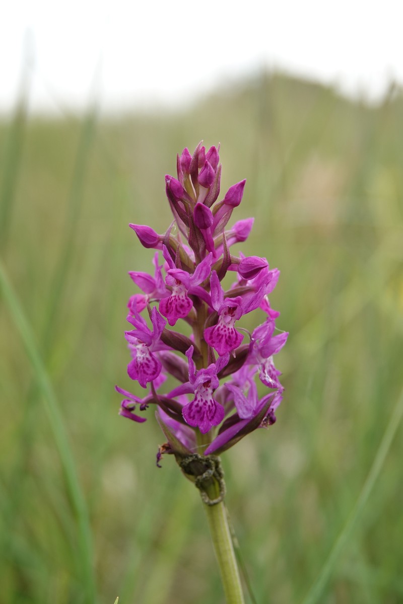 × Dactylodenia varia