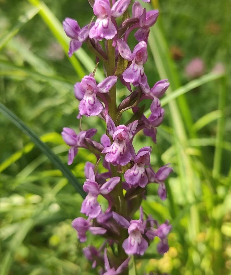 × Dactylodenia vollmannii photo 3